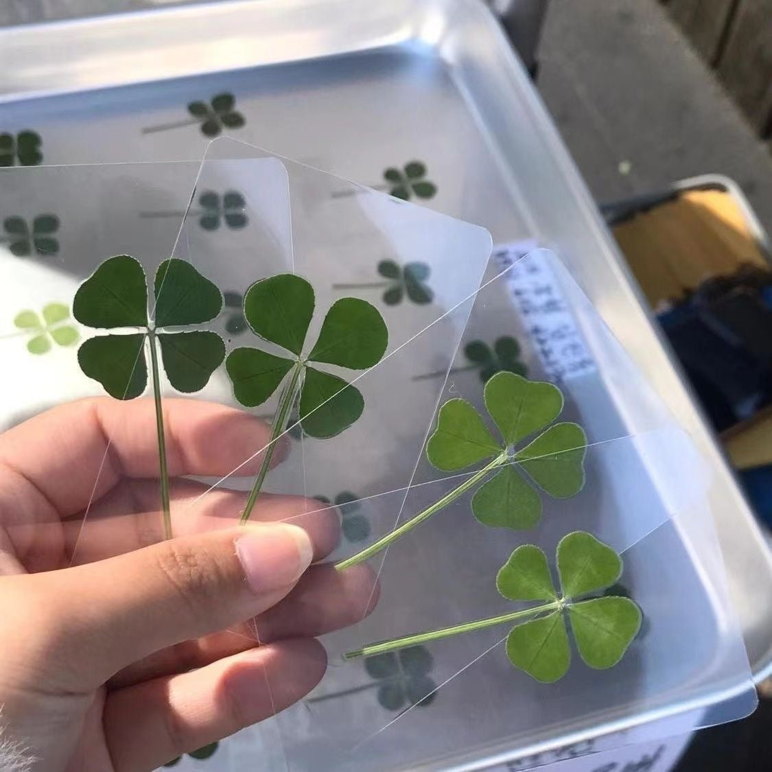 Four leaf clover sheet